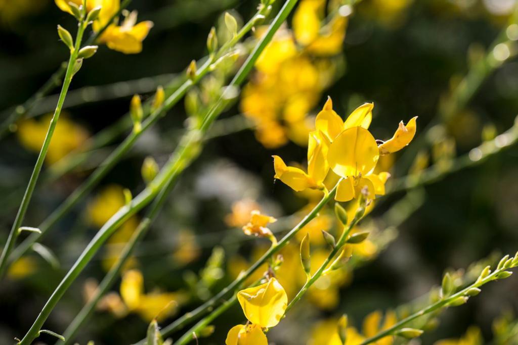 Casali Costadoro Acquaviva Picena Extérieur photo